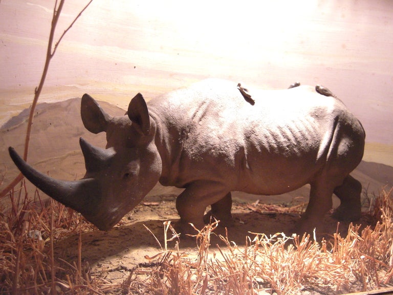 rhinoceros diorama