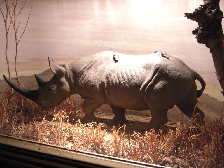 A diorama of a well modeled rhinoceros in its habitat from the West Hartford Children's Museum, made with painted and sculpted plaster, painted carton background and dried brush and branches, in an associated,  late 19th century gilded and wood
