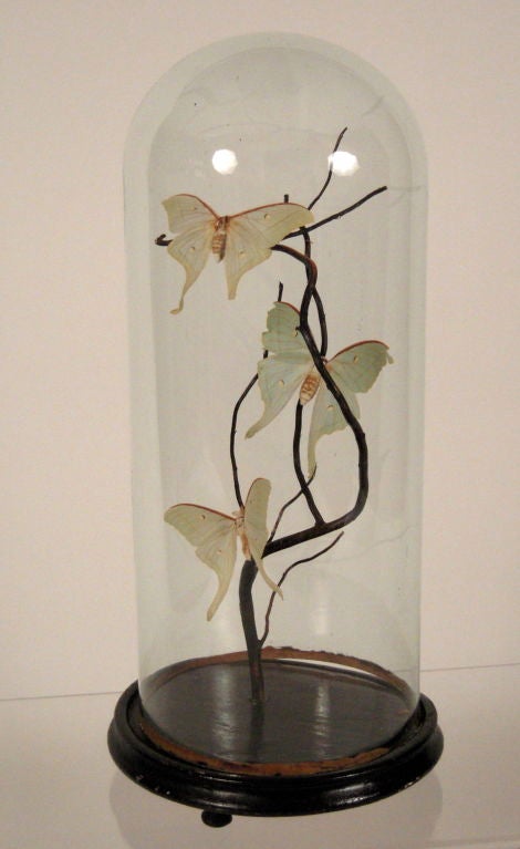 A tall glass bell jar with black painted base enclosing metal 'branches' mounted with 3 luna moths in beautiful light green color.
