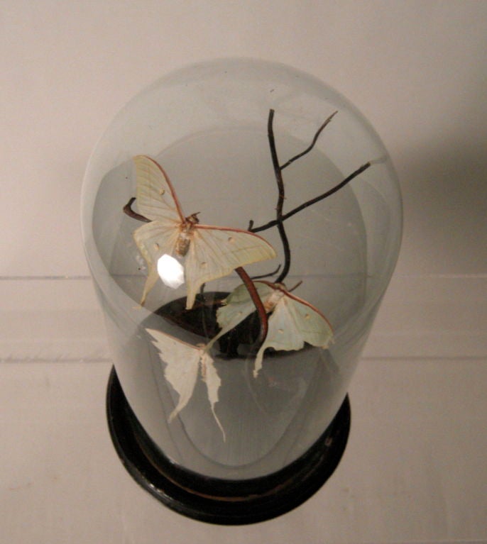 American Tall Bell Jar with Mounted Luna Moths