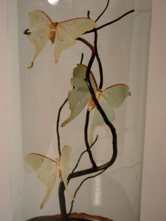 19th Century Tall Bell Jar with Mounted Luna Moths