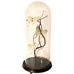 Antique Tall Bell Jar with Mounted Luna Moths