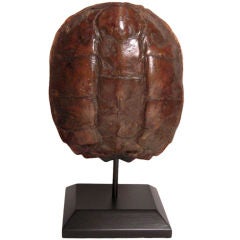 Mounted Snapping Turtle Shell