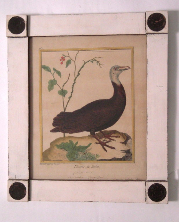 Set of Eight Framed  18th Century French Bird Prints by Martinet 2