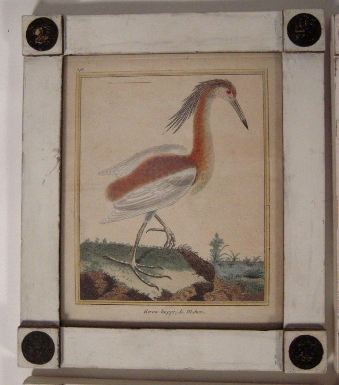 Set of Eight Framed  18th Century French Bird Prints by Martinet 3