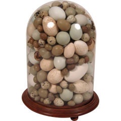 Antique 19th C Bell Jar With Birds' Eggs