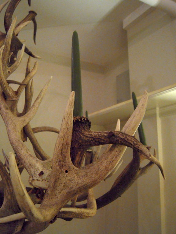 Vintage Large  Elk  Antler Chandelier In Excellent Condition In Essex, MA