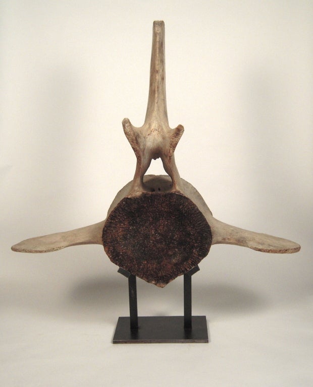 A rare, giant whale vertebra bone on a custom made black painted steel stand.