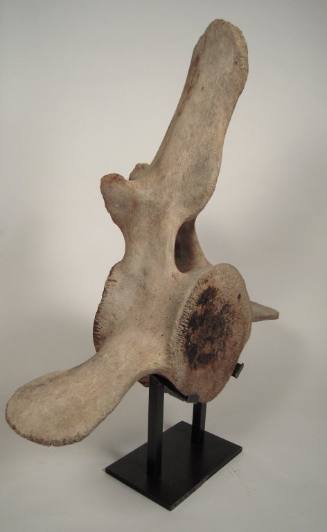 20th Century A Giant Mounted Whale Vertebra