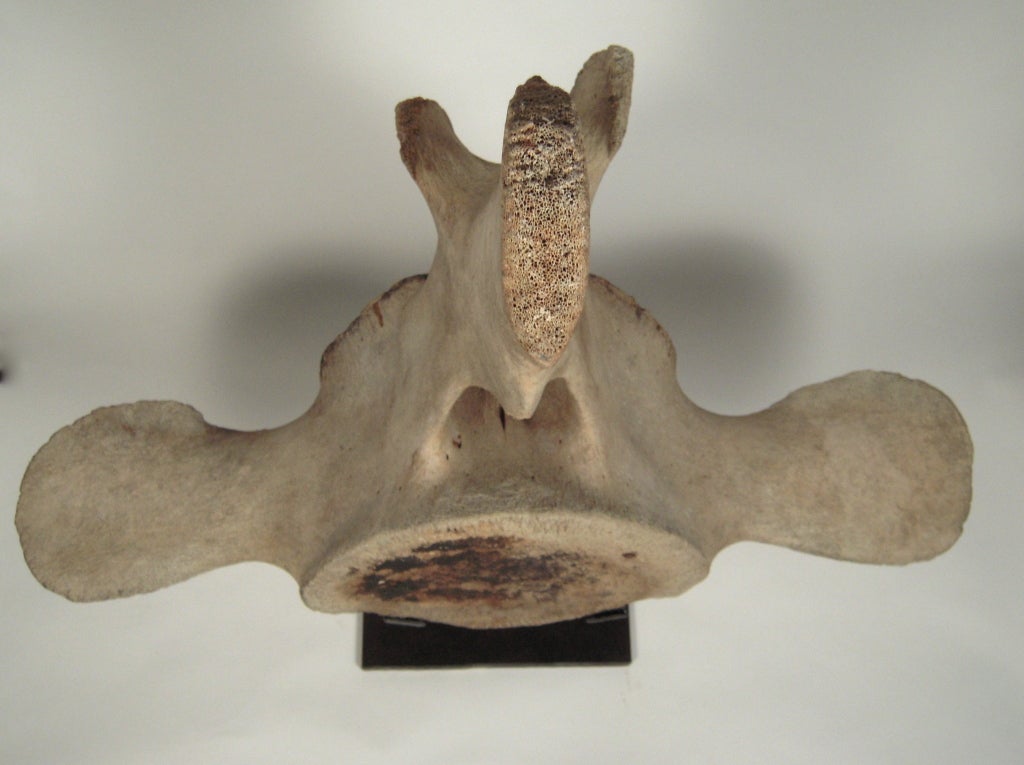 A Giant Mounted Whale Vertebra 1
