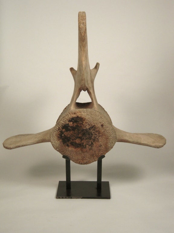 A Giant Mounted Whale Vertebra 2