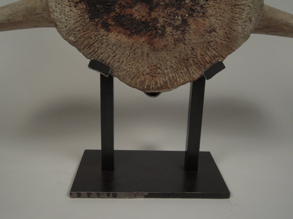 A Giant Mounted Whale Vertebra 3