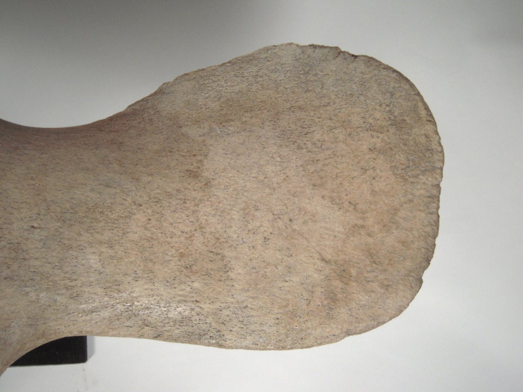 A Giant Mounted Whale Vertebra 4