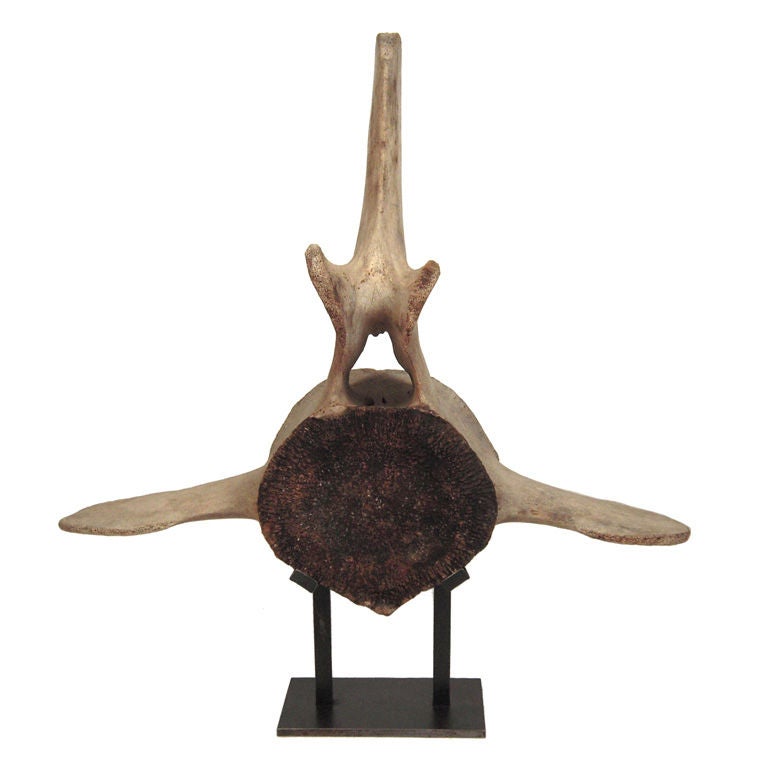 A Giant Mounted Whale Vertebra