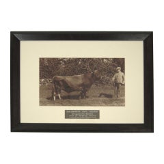 "Mildred's Owl" Bull Photograph
