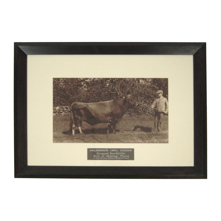 "Mildred
s Owl" Bull Photograph