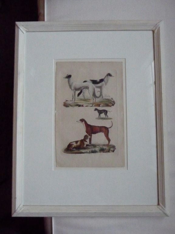 19th century French hand-colored dog prints in custom, reeded antique white glazed frames. Three available.