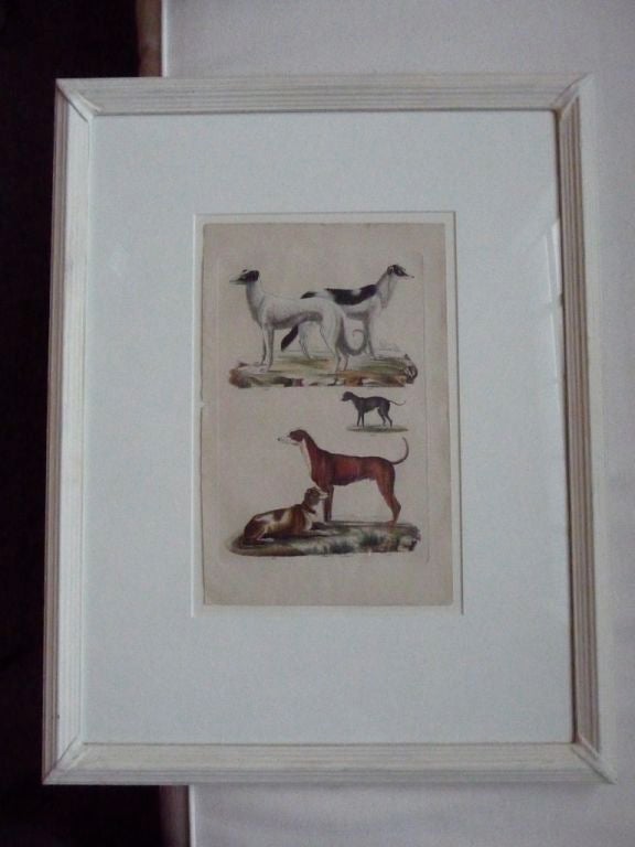 Early 19th Century French Dog Prints