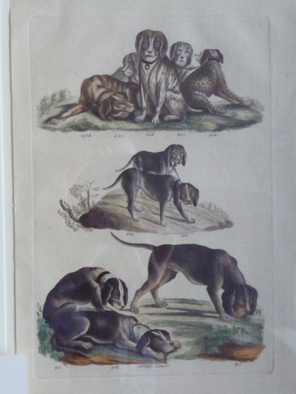 Paper Early 19th Century French Dog Prints For Sale