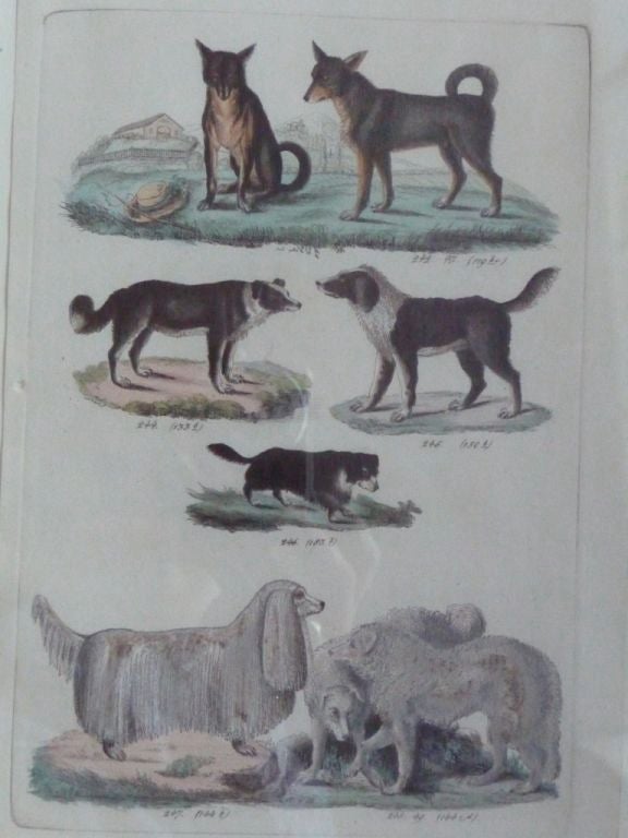 Early 19th Century French Dog Prints For Sale 1