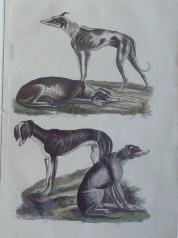 Early 19th Century French Dog Prints For Sale 2