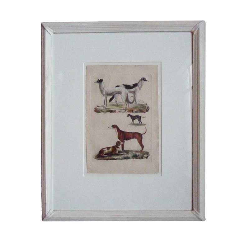 Early 19th Century French Dog Prints For Sale