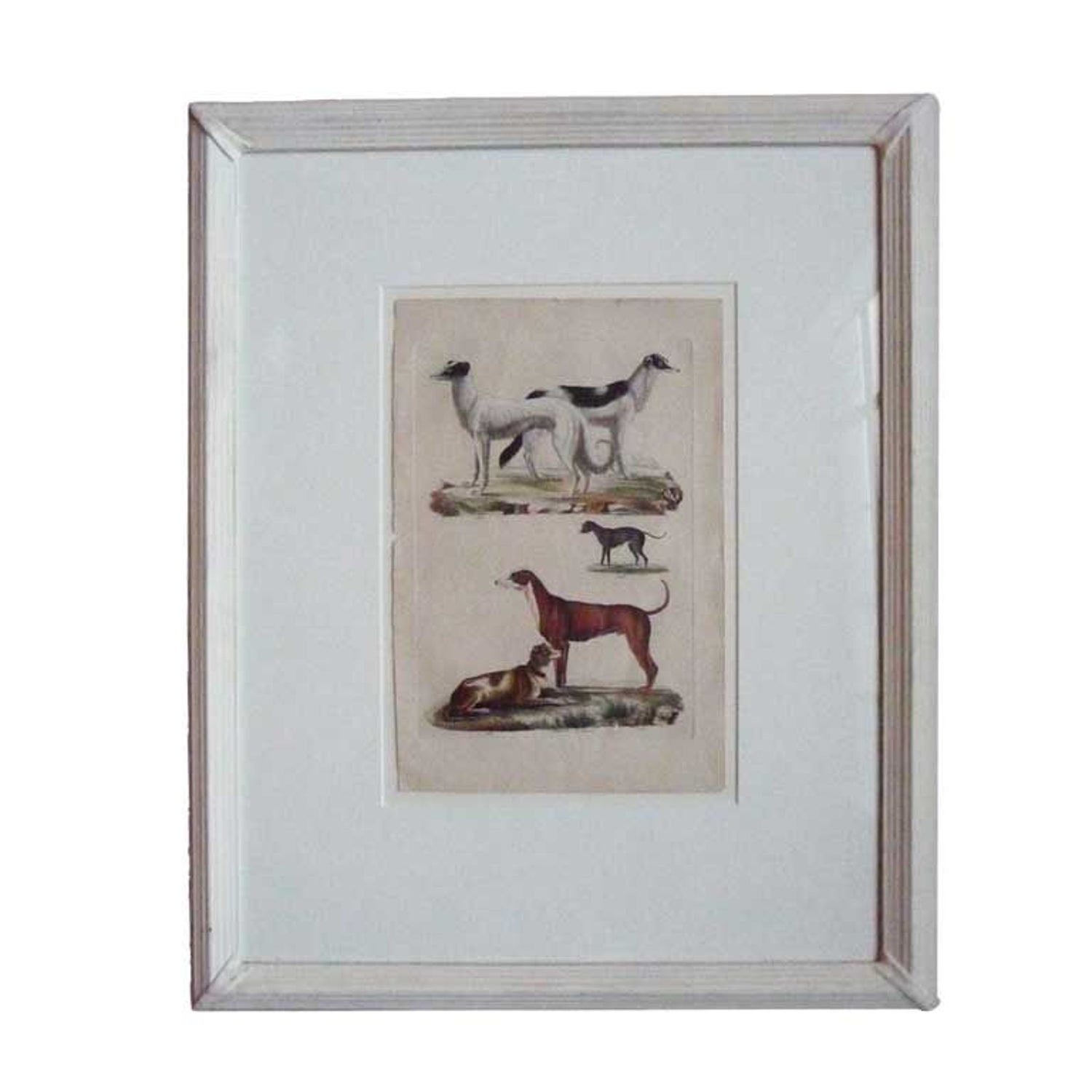 25++ Beauty dog scandicci info