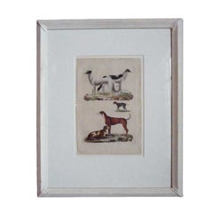 Early 19th Century French Dog Prints Antique Early 19th Century French Dog Prints