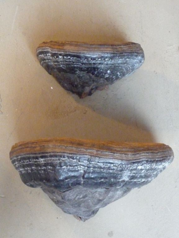 Pair of Shelf Fungi