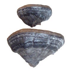 Pair of Shelf Fungi