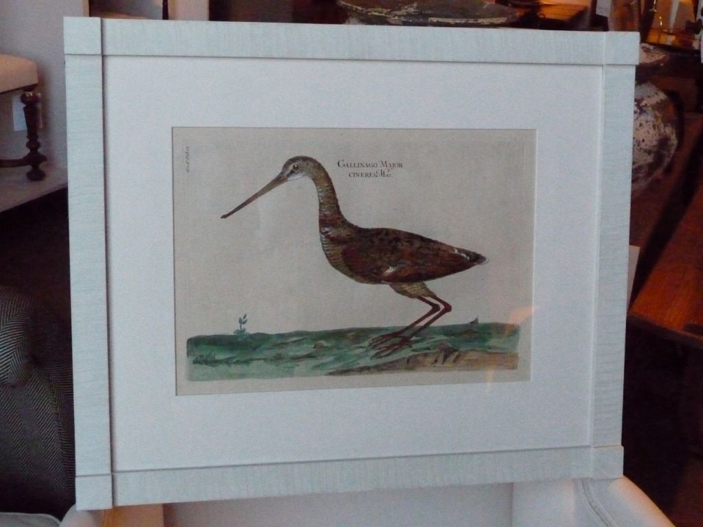 A wonderful hand-colored bird engraving custom framed in an antique white glazed block-corner frame.