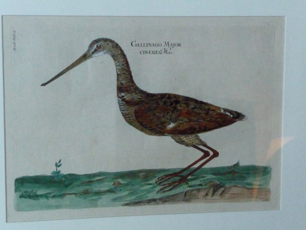 19th Century Hand-Colored Bird Engraving In Excellent Condition In Boston, MA