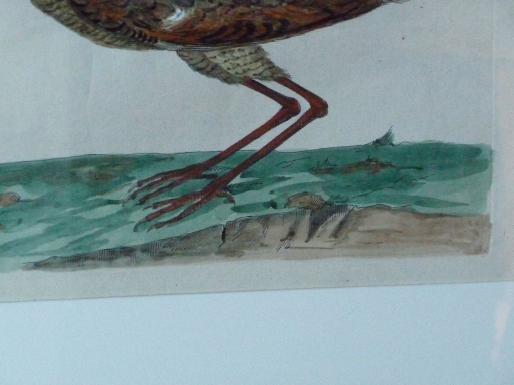 19th Century Hand-Colored Bird Engraving 1