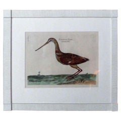 19th Century Hand-Colored Bird Engraving