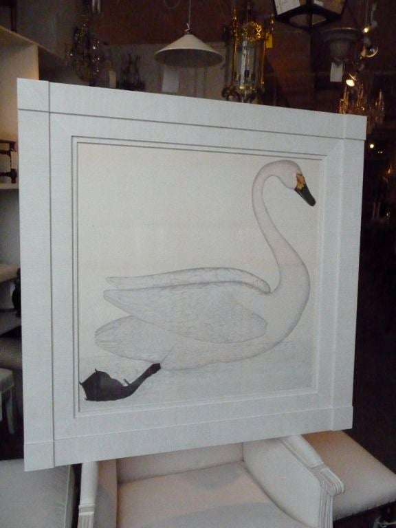A fantastic large scale swan in a custom block corner frame. Olof Rudbeck reproduction, circa 1985, limited edition, Swedish originals 1693-1716 collection of the lenfsta/uppsala university library.