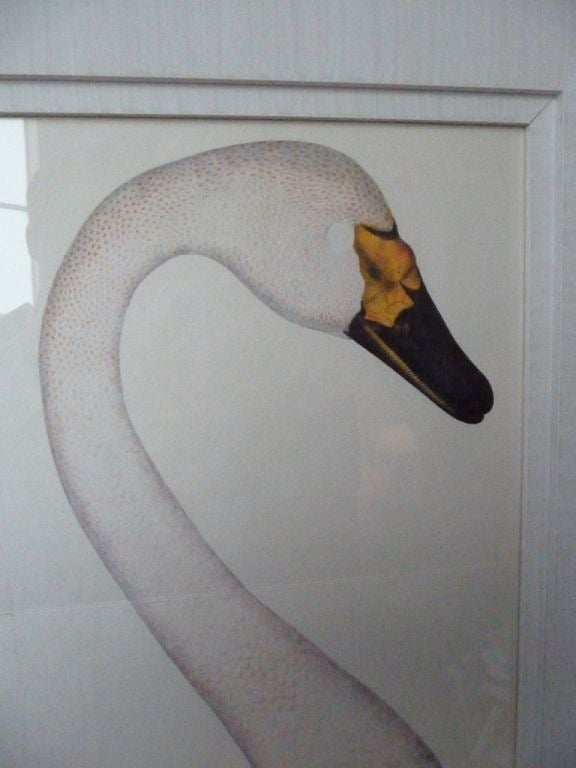 Wood Large Swan