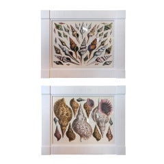 Pair of Sea Shell prints in block corner frames