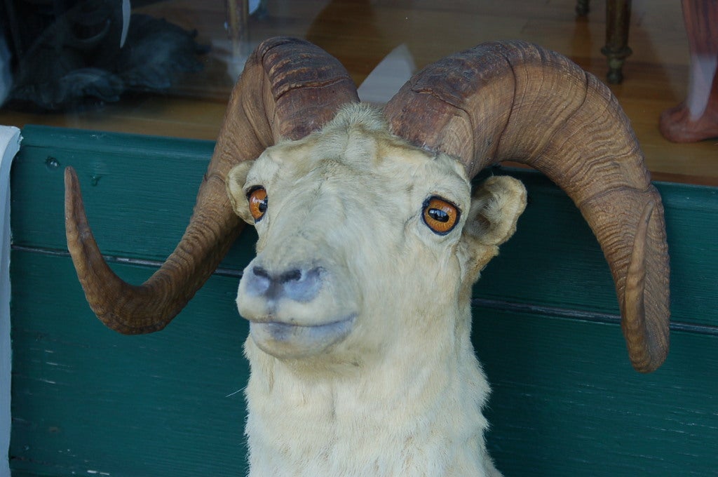 Pair Of Mounted Big Horn Sheep