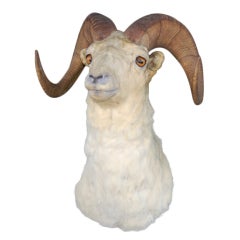 Pair Of Mounted Big Horn Sheep