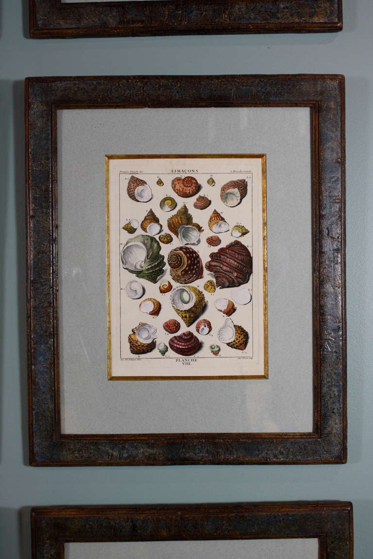 Set of Ten Rare French HandColored Engravings of Shells at 1stDibs