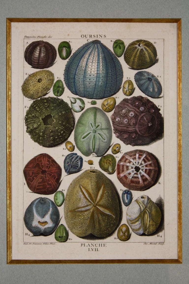 Set of Ten Rare French HandColored Engravings of Shells at 1stDibs