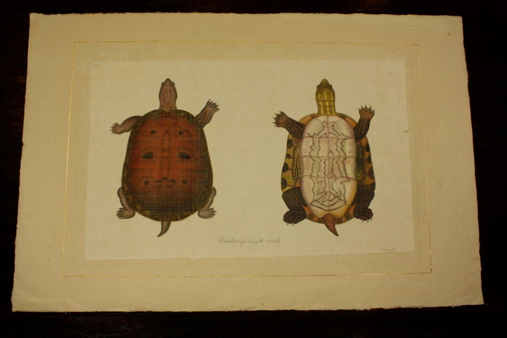 19th Century Set of Eight French Natural History Studies of Turtles