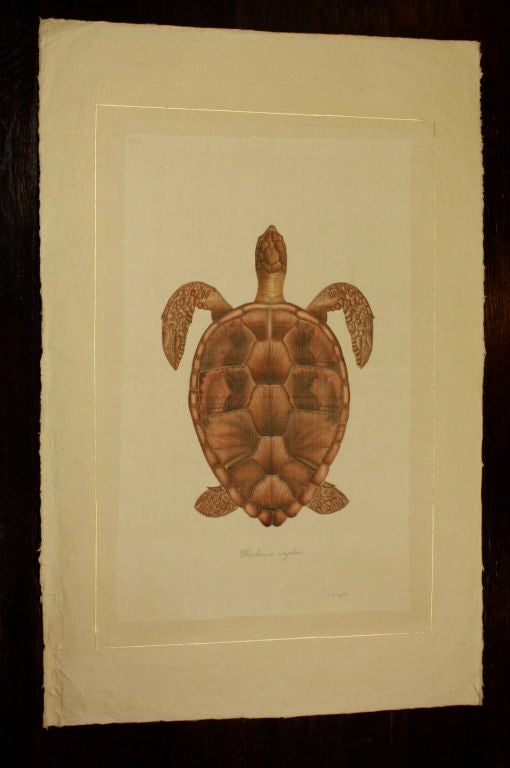 Watercolor Set of Eight French Natural History Studies of Turtles
