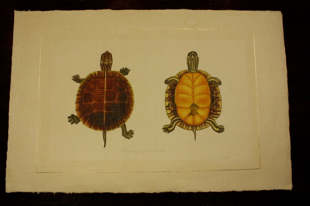 Set of Eight French Natural History Studies of Turtles 1