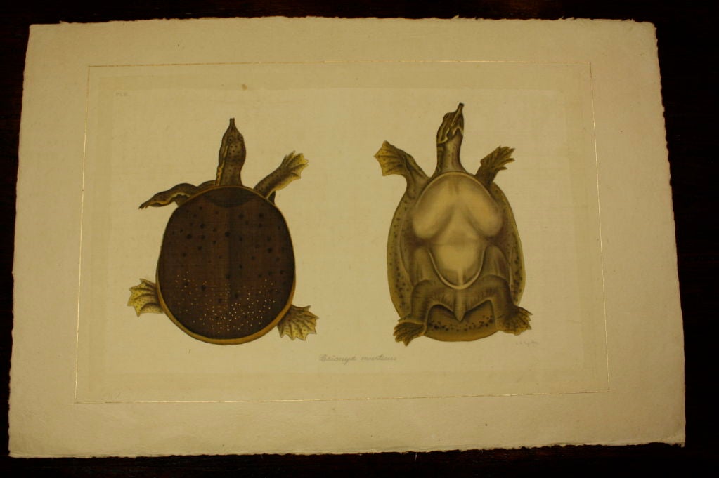 Set of Eight French Natural History Studies of Turtles 2