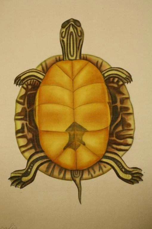 Set of Eight French Natural History Studies of Turtles 5