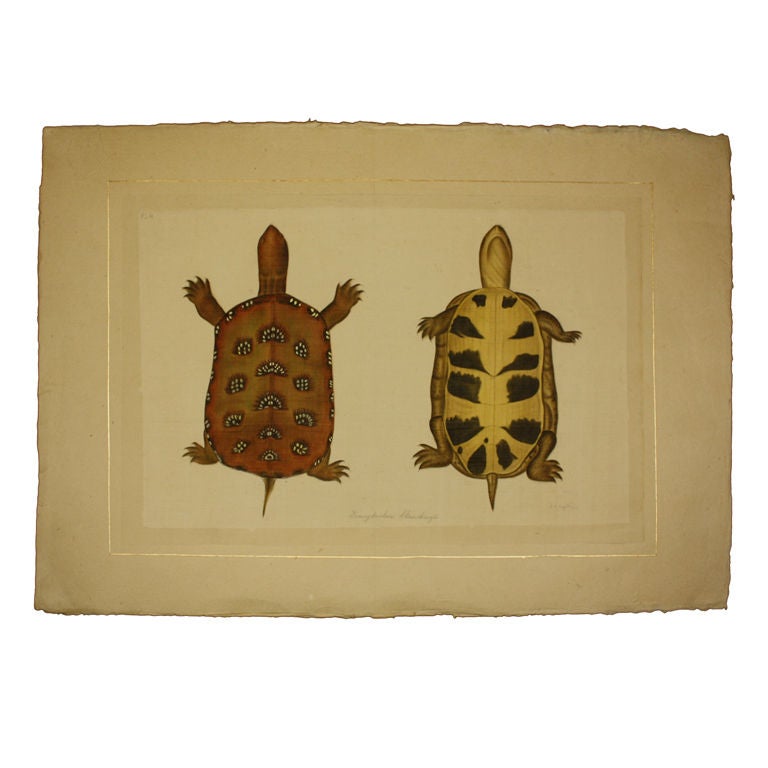 Set of Eight French Natural History Studies of Turtles