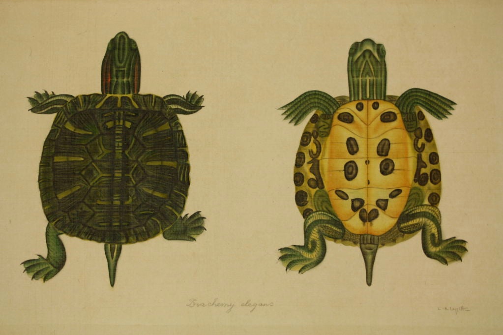 Set of eight French watercolor natural history studies of turtles. The taxonomic names of the turtles are handwritten underneath them, and each watercolor is signed 