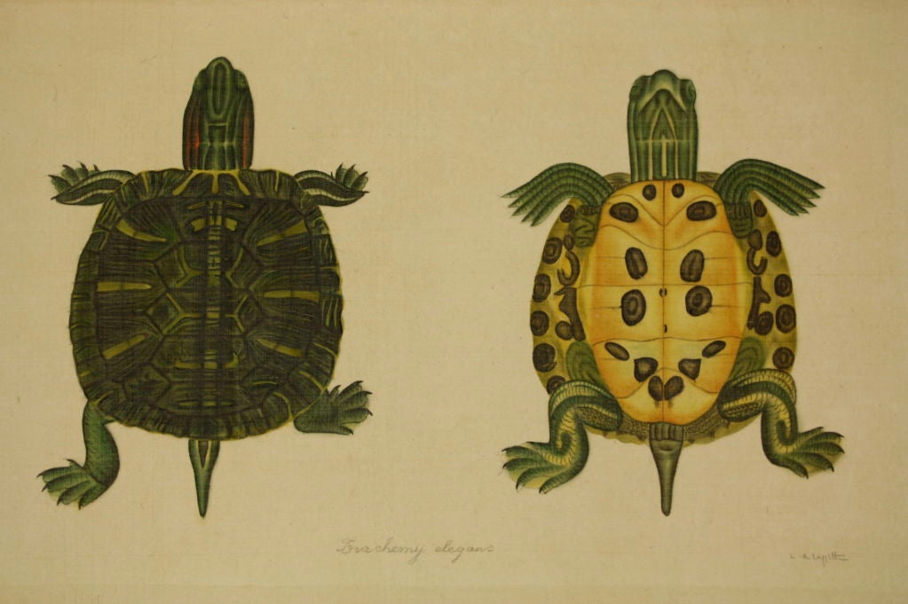 Set of Eight French Natural History Studies of Turtles at 1stDibs