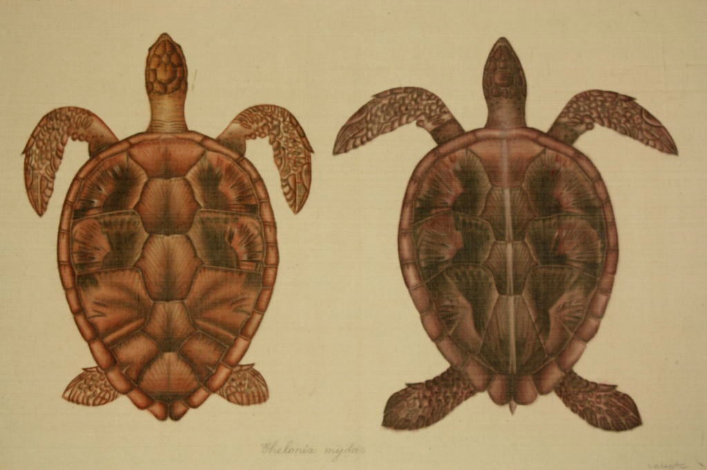 Set of Eight French Natural History Studies of Turtles 3